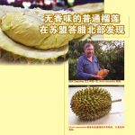 无香味的普通榴莲在苏盟答腊北部发现