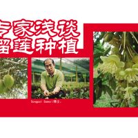 专家浅谈榴莲种植