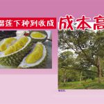 榴莲下种到收成成本高