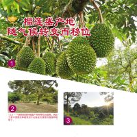 榴莲盛产地随气候转变而移位