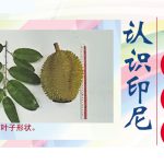 认识印尼Lai榴莲