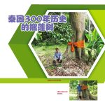 泰国300年历史的榴莲树