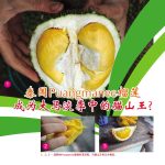 泰国Puangmanee榴莲成为大马族季中的猫山王?