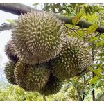 马来西亚国际榴莲产业发展联合会谈新鲜榴莲出口中国市场新机遇