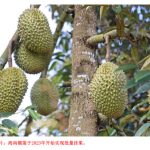 海南榴莲种植已超过3万亩成为国内榴莲主产区