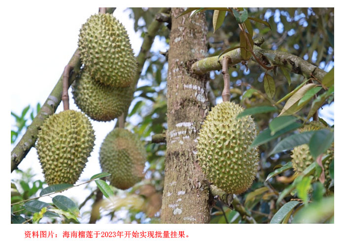 Read more about the article 海南榴莲种植已超过3万亩成为国内榴莲主产区