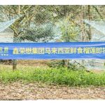 启幕中马果业新征程,鑫荣懋集团擎领马来西亚鲜食榴莲入华