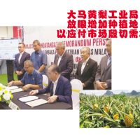 大马黄梨工业局放眼增加种植地以应付市场殷切需求