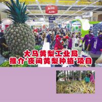 大马黄梨工业局推介’夜间黄梨种植’项目