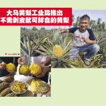 大马黄梨工业局推出不需剥皮就可鲜食的黄梨