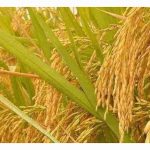 基因改造之黄金大米渐被接受