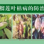 榴莲叶枯病的防治