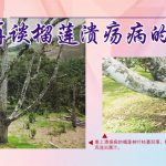 再溪榴莲溃疡病的防治