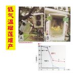 低气温榴莲难产