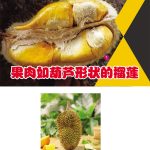 果肉如葫芦形状的榴莲