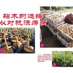 砧木的选择以对抗溃疡病