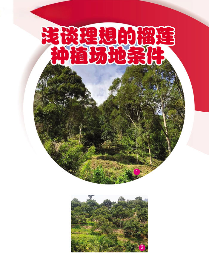 You are currently viewing 浅谈理想的榴莲种植场地条件