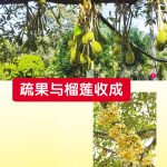 疏果与榴莲收成