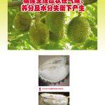 榴莲生理症状在气候、养分及水分失衡下产生