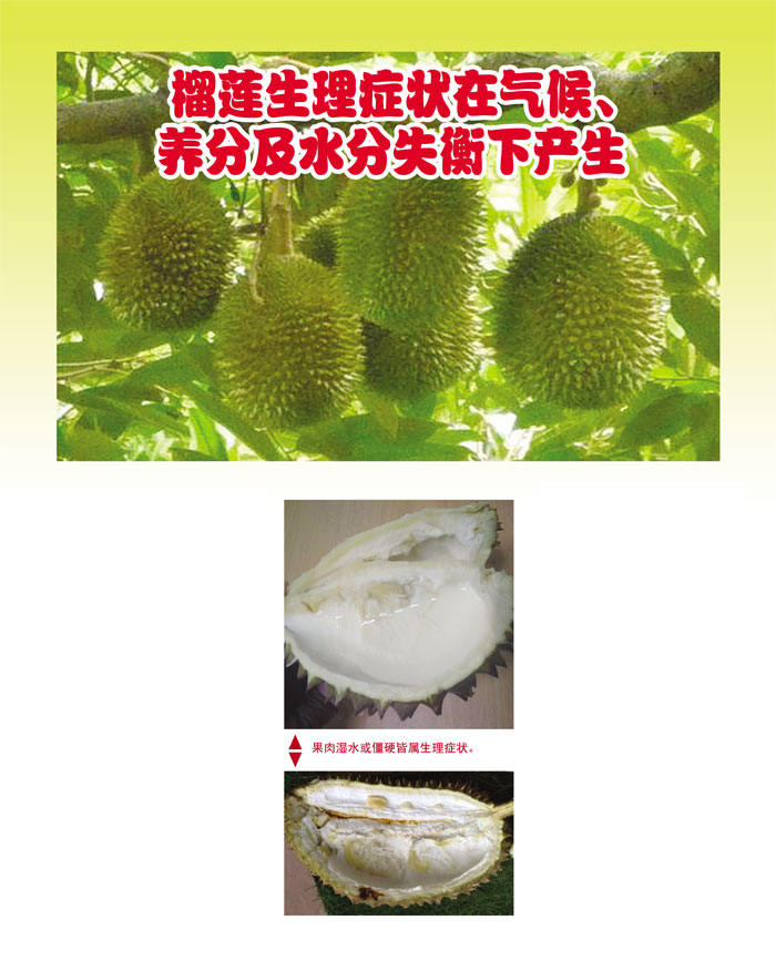 You are currently viewing 榴莲生理症状在气候、养分及水分失衡下产生