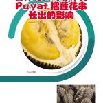 各种肥料对菲律宾 Puyat 榴莲花串长出的影响