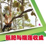 氮肥与榴莲收成