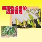 榴莲收成后的施肥管理
