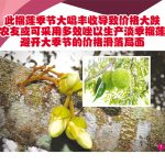 此榴莲季节大唱丰收导致价格大跌 农友或可采用多效唑以生产淡季榴莲 避开大季节的价格滑落局面