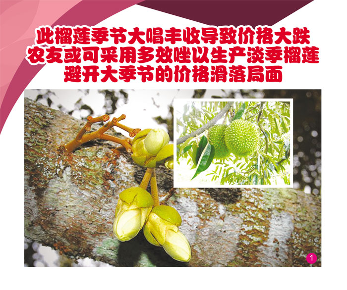 Read more about the article 此榴莲季节大唱丰收导致价格大跌 农友或可采用多效唑以生产淡季榴莲 避开大季节的价格滑落局面
