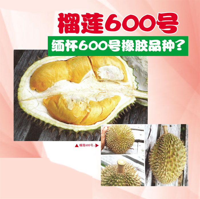 You are currently viewing 榴莲600号缅怀600号橡胶品种?