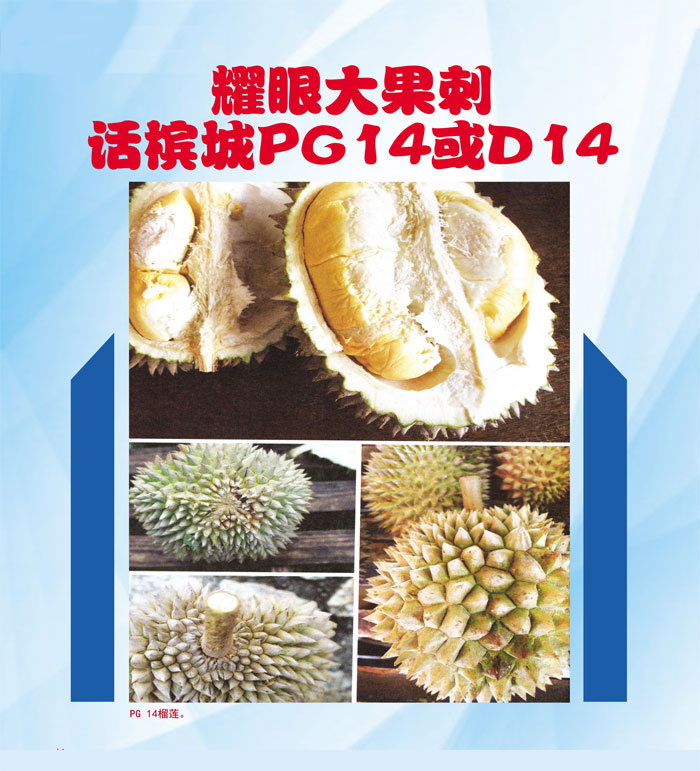 Read more about the article 耀眼大果刺 话槟城PG14或D14