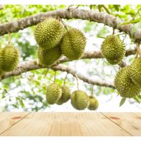 如何给榴莲树施肥以实现最佳生长？