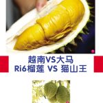 越南VS大马 Ri6榴莲VS猫山王