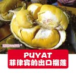 PUYAT菲律宾的出口榴莲