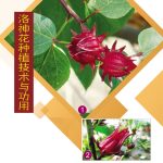 洛神花种植技术与功用