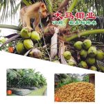 大马椰业以前、现在与将来