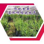 低地生姜灌肥种植法生产