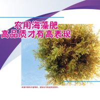 农用海藻肥商高品质才有高表现