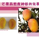 芒果高密度种植的效果