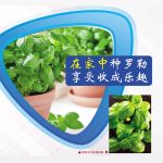 在家中种罗勒享受收成乐趣