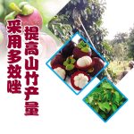 采用多效唑提高山竹产量