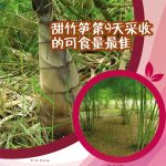 甜竹笋第9天采收的可食量最佳