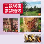 白蚁祸害作物遭殃