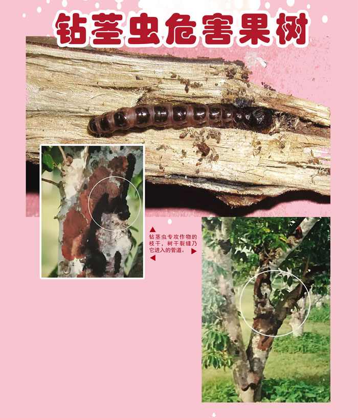 Read more about the article 钻茎虫危害果树