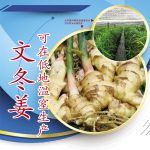 文冬姜可在低地温室生产