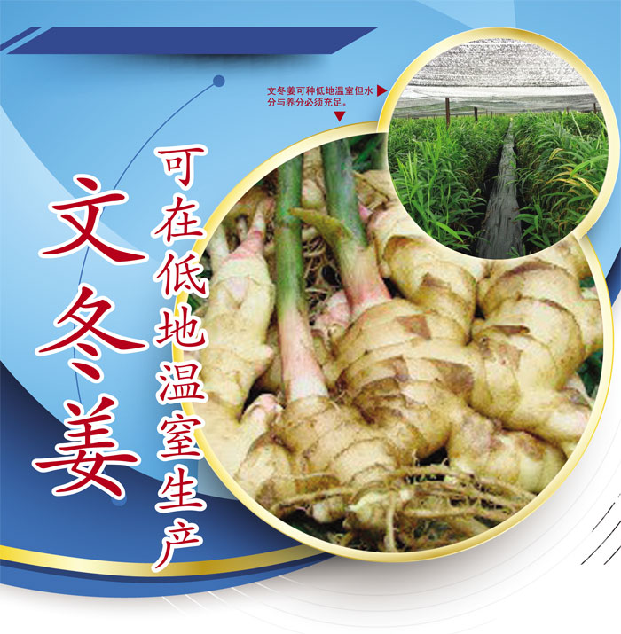 Read more about the article 文冬姜可在低地温室生产