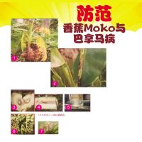 防范香蕉Moko与巴拿马病