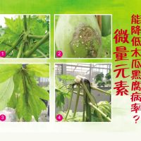 微量元素能降低木瓜黑腐病率?