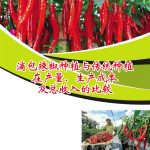 滴包辣椒种植与传统种植在产量、生产成本及总收入的比较