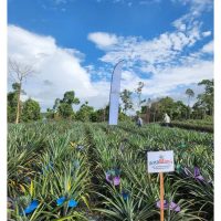 FGV成功开发MD2组培黄梨苗创新黄梨种植业